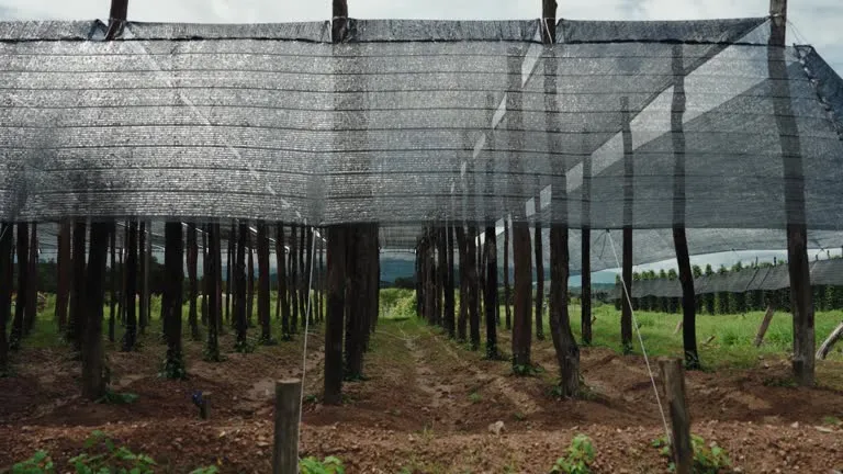 20260210 shade nets in many tasks.png